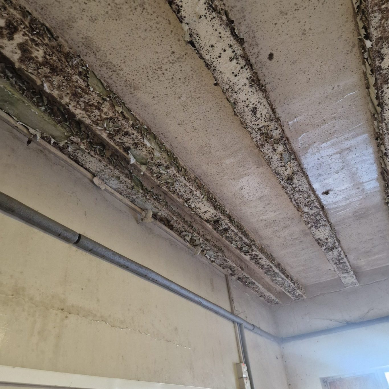 Mould caused by not enough Ventilation or Insulation Exposed ceiling beams with visible mould and peeling paint.