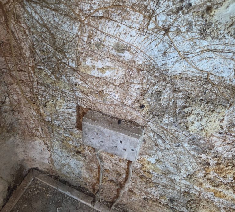 Masonary Dry Rot ( Mycelium ) in a Basement. Cracked wall with peeling paint and green plants at the base.
